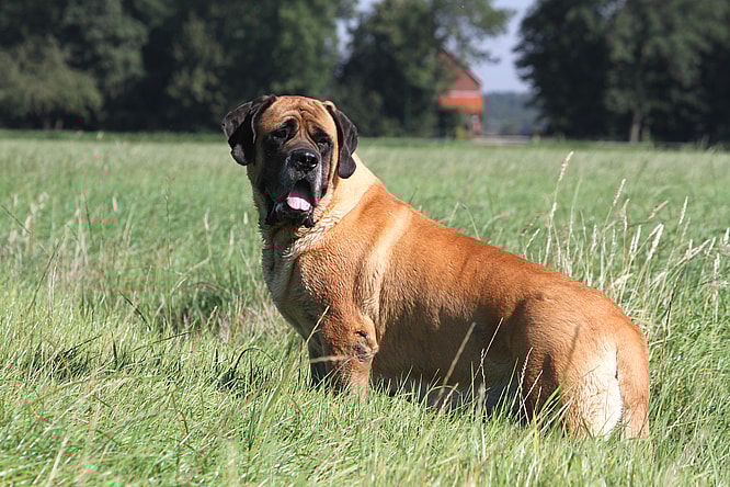 biggest dog in the world