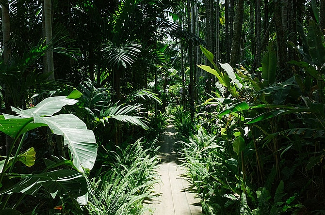 Countries with the Largest Rainforest