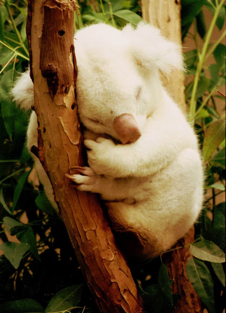 Rarest Albino Animals From Around The World