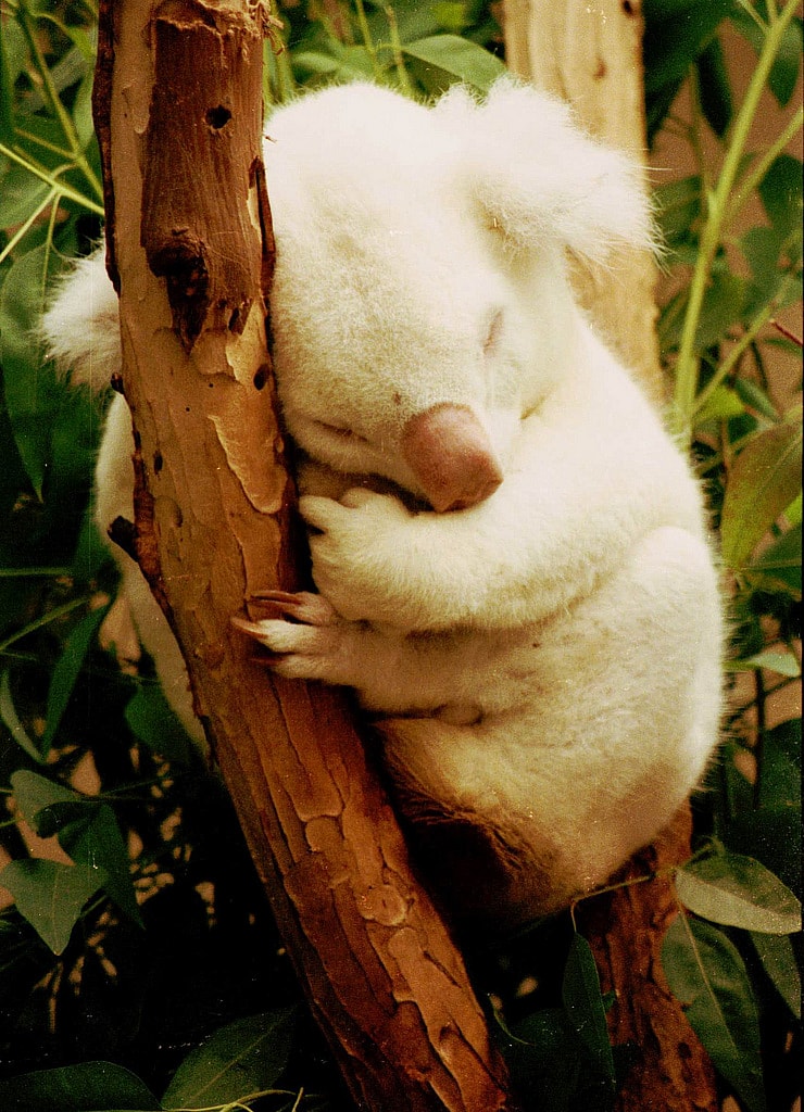 Rarest Albino Animals From Around The World
