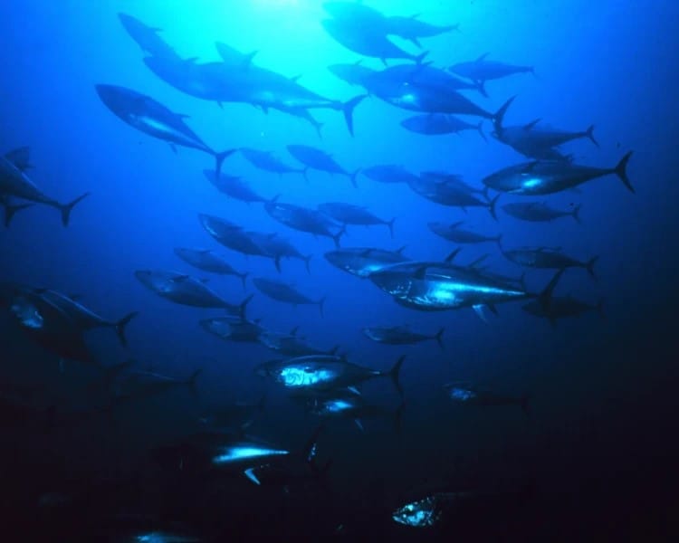 Bluefin Tuna, Animalia