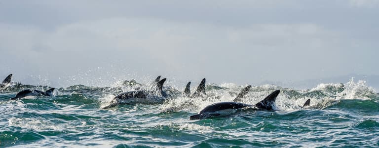 Dolphins swimming in pods together.