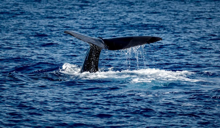 loudest animal in the world
