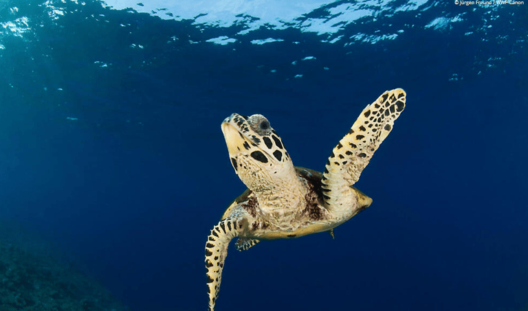 what is the rarest animal in the world