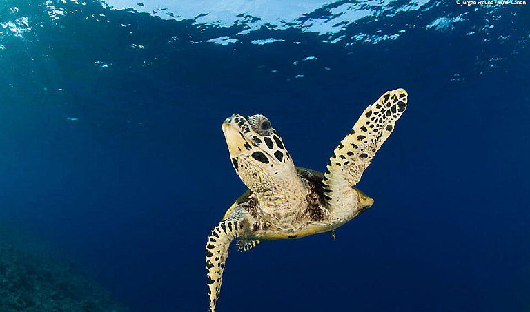 what is the rarest animal in the world