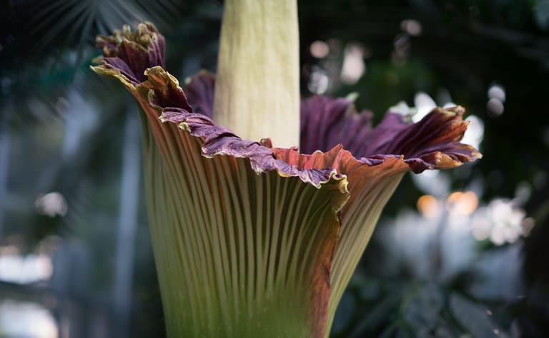 the world's rarest flower