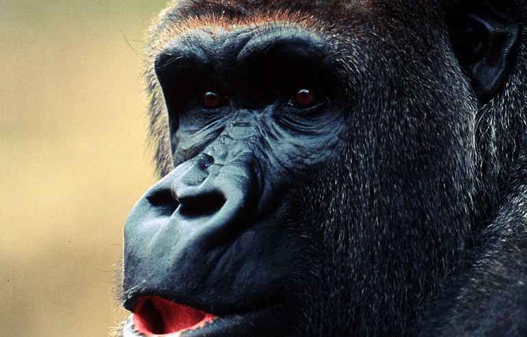what is the rarest animal in the world