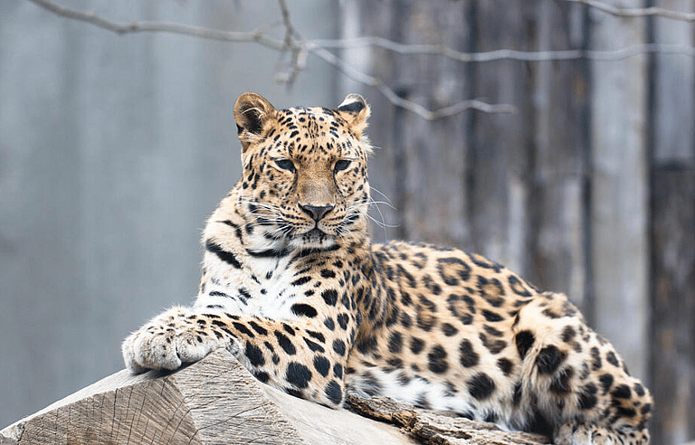 what is the rarest animal in the world