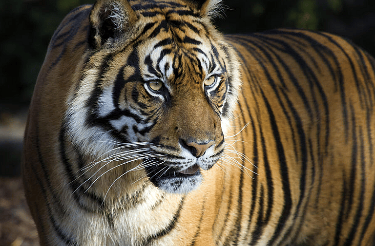 what is the rarest animal in the world