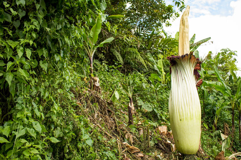 the world's rarest flower