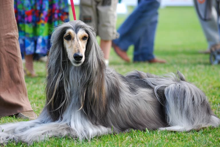 Afghan Hound Wiki Commons