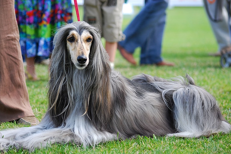 Afghan Hound Wiki Commons