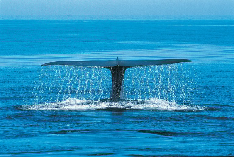 largest animal in the world