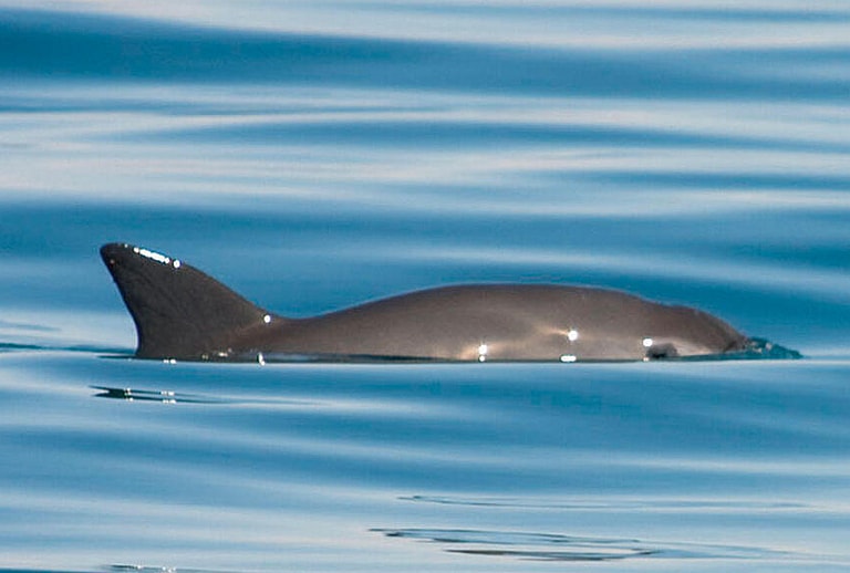 what is the rarest animal in the world