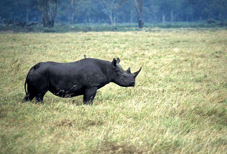 what is the rarest animal in the world
