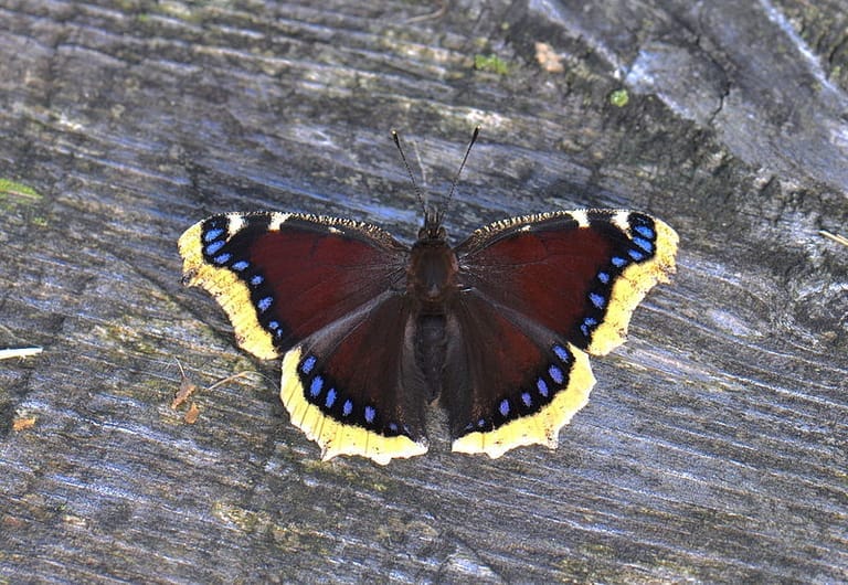 mourning cloak butterfly: how long do butterflies live