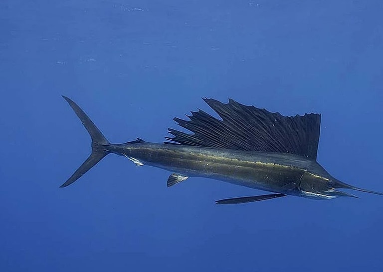 Sailfish, Oceana