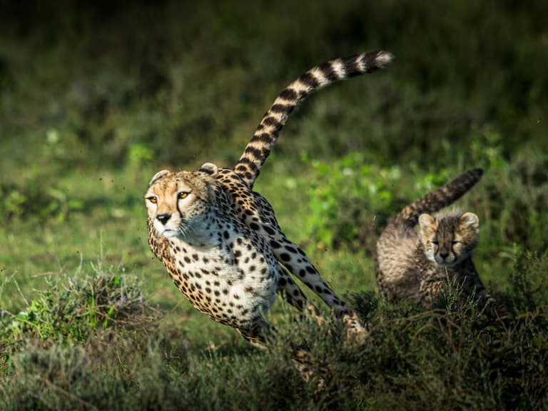 fastest land animal, Unsplash