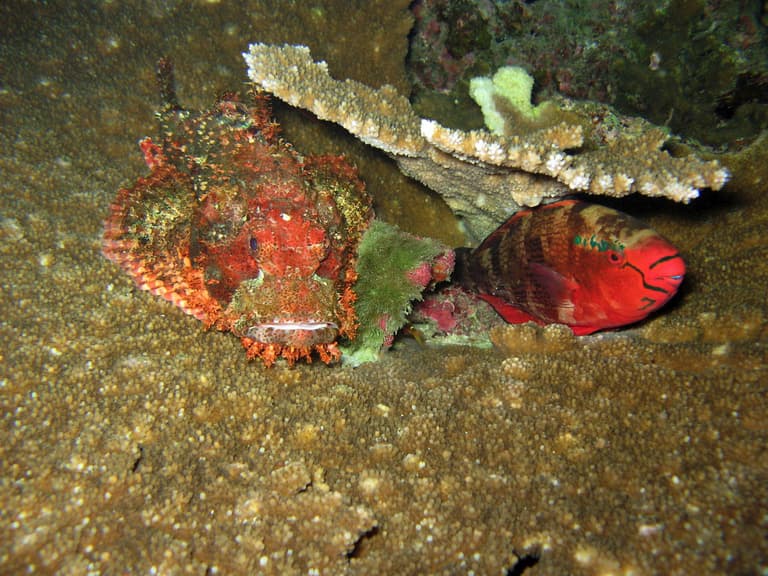 Fish sleeping in coral.