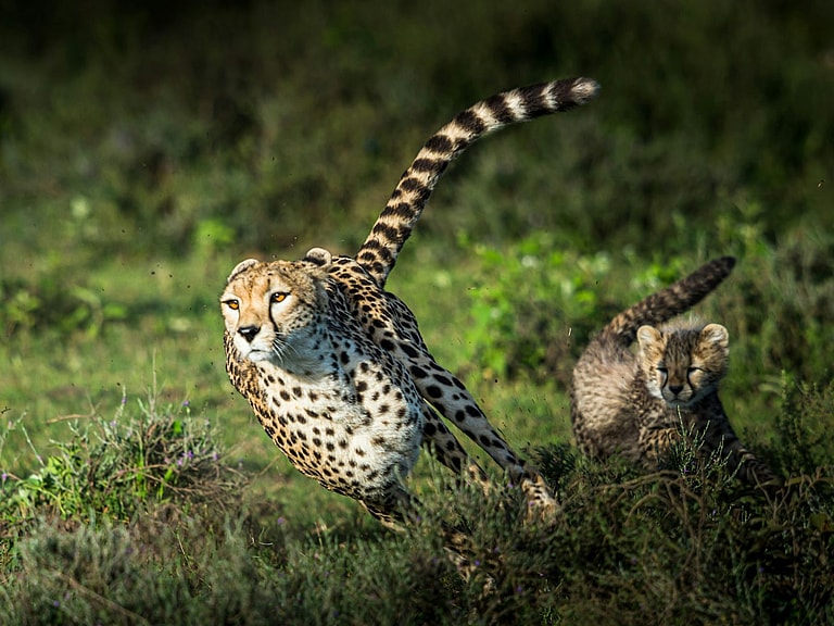 fastest land animal, Unsplash