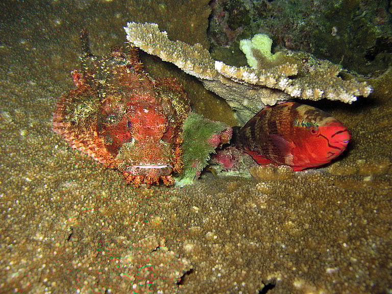 Fish sleeping in coral.