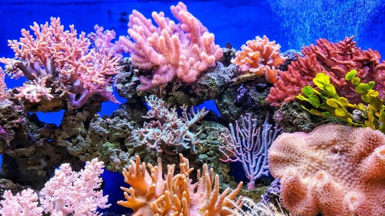 different types of coral