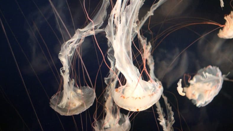 jellyfish swimming