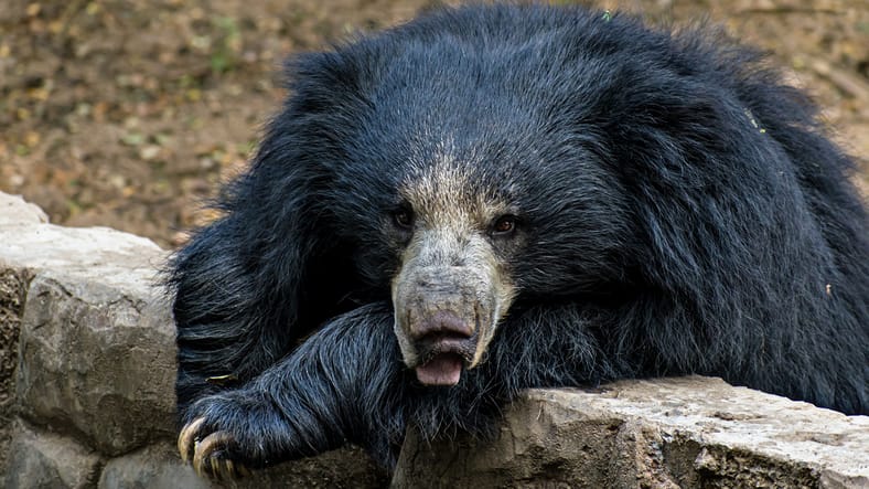 weird facts about bears