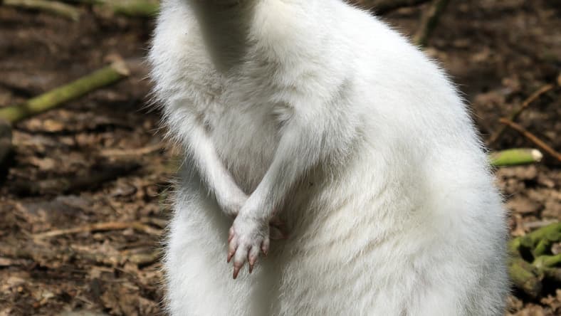 rarest albino aniamls from around the world