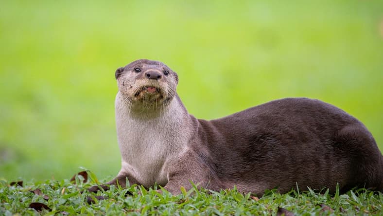 Weird Facts About Otters Are Hungry, Unsplash