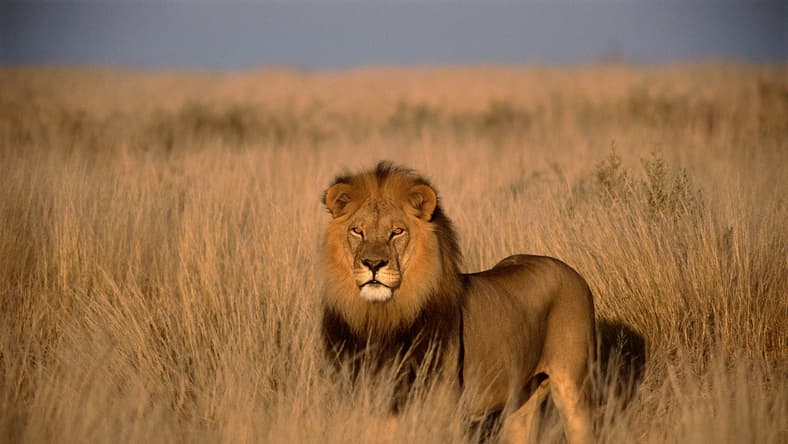 facts about lions