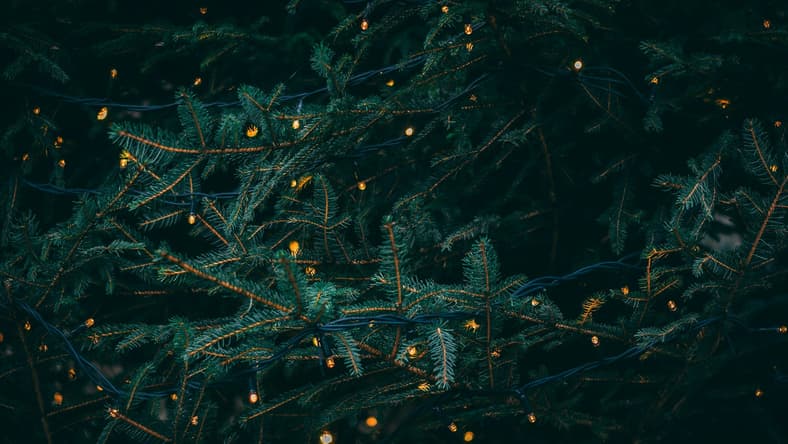 pine tree filled with lights / winter holidays