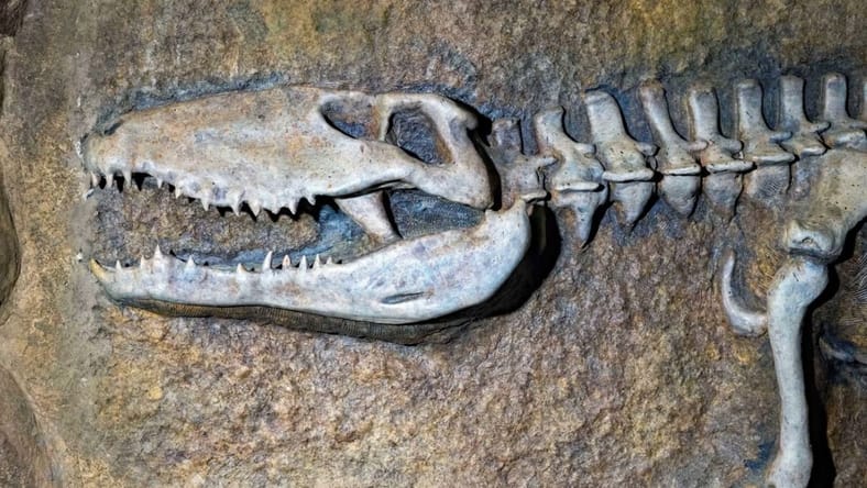 Fun Facts About Fossils Unsplash
