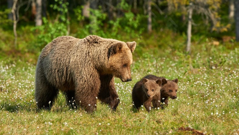 mamma bear wth cubs