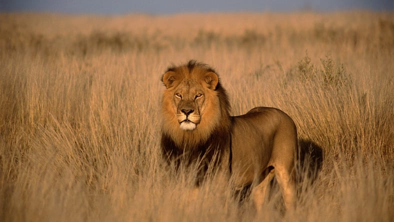 facts about lions