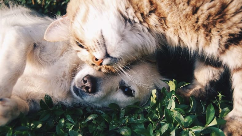 Famous People Who Owned Unusual Pets Unsplash
