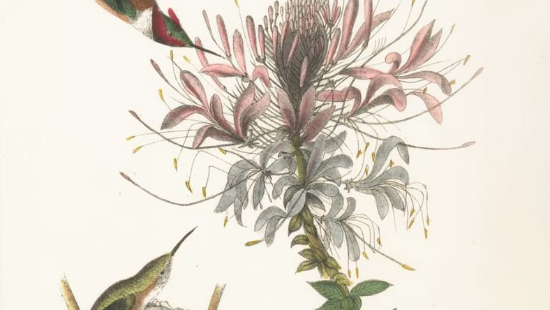 Rare Botanical Prints Unsplash