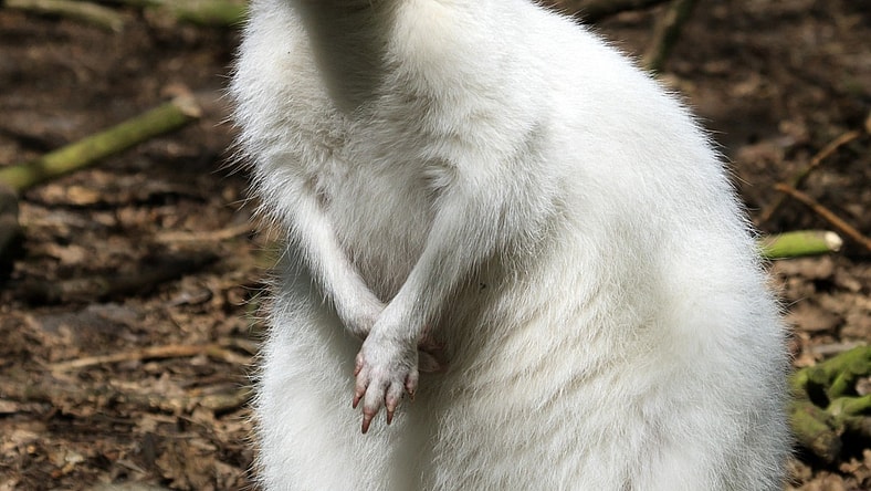 rarest albino aniamls from around the world