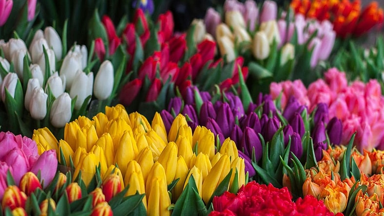 The World's Rarest Flowers Unsplash