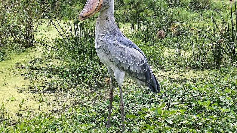 Weirdest Animals in the World Shoebill Unsplash