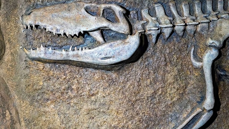 Fun Facts About Fossils Unsplash