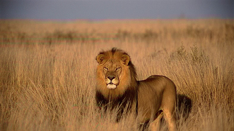 facts about lions