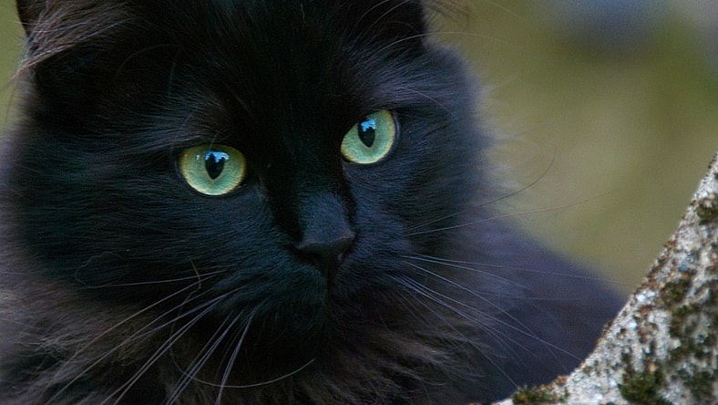 origins of everyday superstitions
