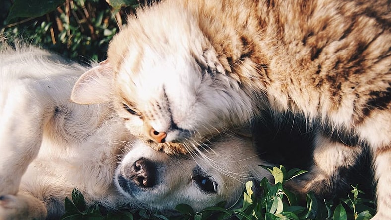 Famous People Who Owned Unusual Pets Unsplash