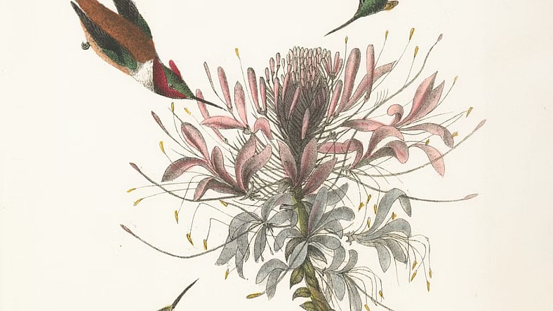 Rare Botanical Prints Unsplash