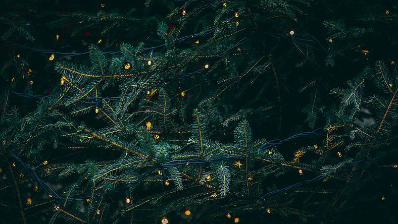 pine tree filled with lights / winter holidays