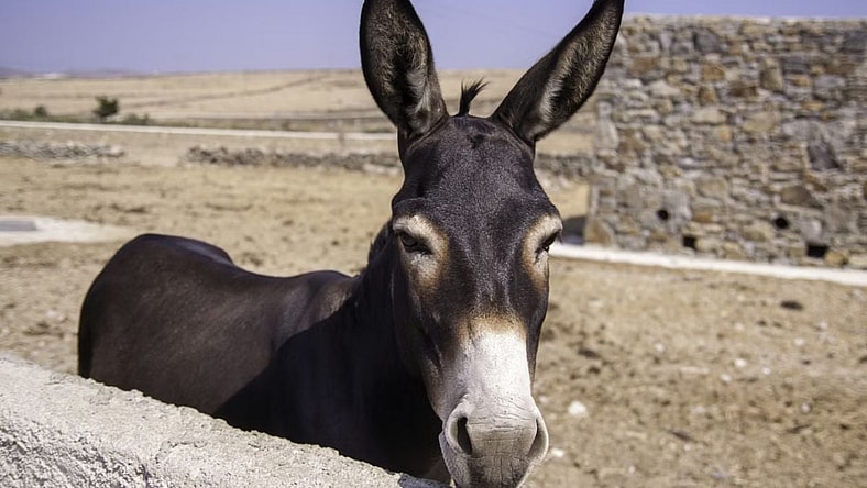 Presidents With Interesting Hobbies, Mule, Unsplash