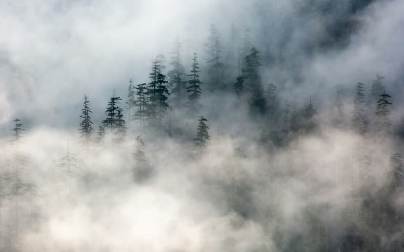 mist in the trees