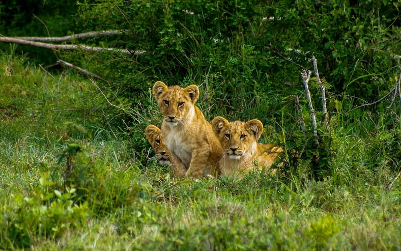 lion cubs