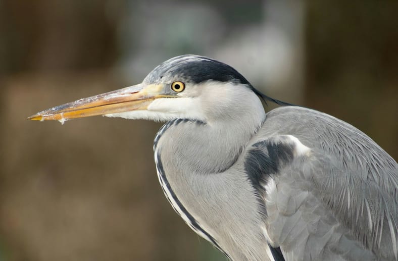 grey heron